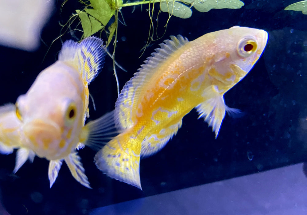 "Yellow Lemon Oskar" Pfauenaugenbuntbarsch - Astronotus ocellatus