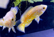 "Yellow Lemon Oskar" Pfauenaugenbuntbarsch - Astronotus ocellatus