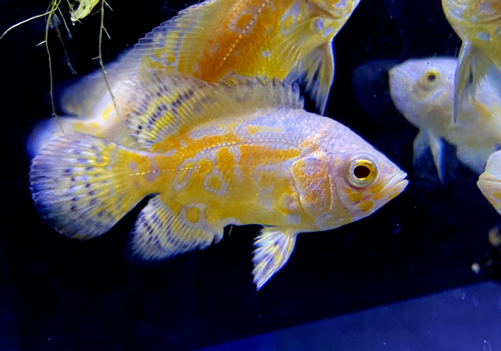 "Yellow Lemon Oskar" Pfauenaugenbuntbarsch - Astronotus ocellatus