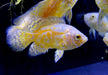 "Yellow Lemon Oskar" Pfauenaugenbuntbarsch - Astronotus ocellatus