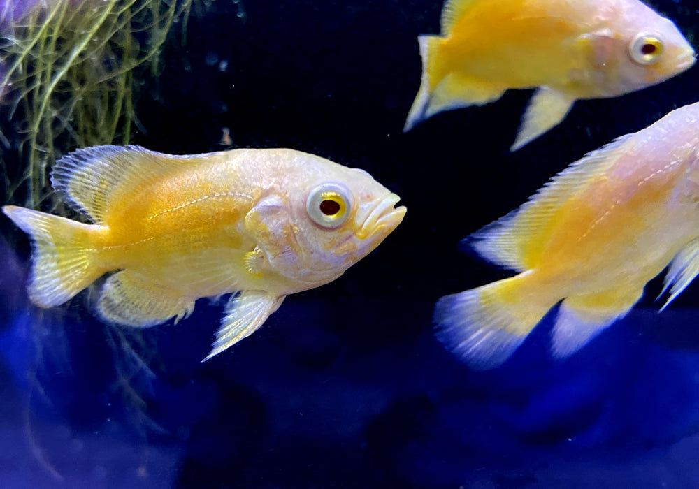 "Yellow Lemon Oskar" Pfauenaugenbuntbarsch - Astronotus ocellatus