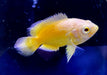 "Yellow Lemon Oskar" Pfauenaugenbuntbarsch - Astronotus ocellatus