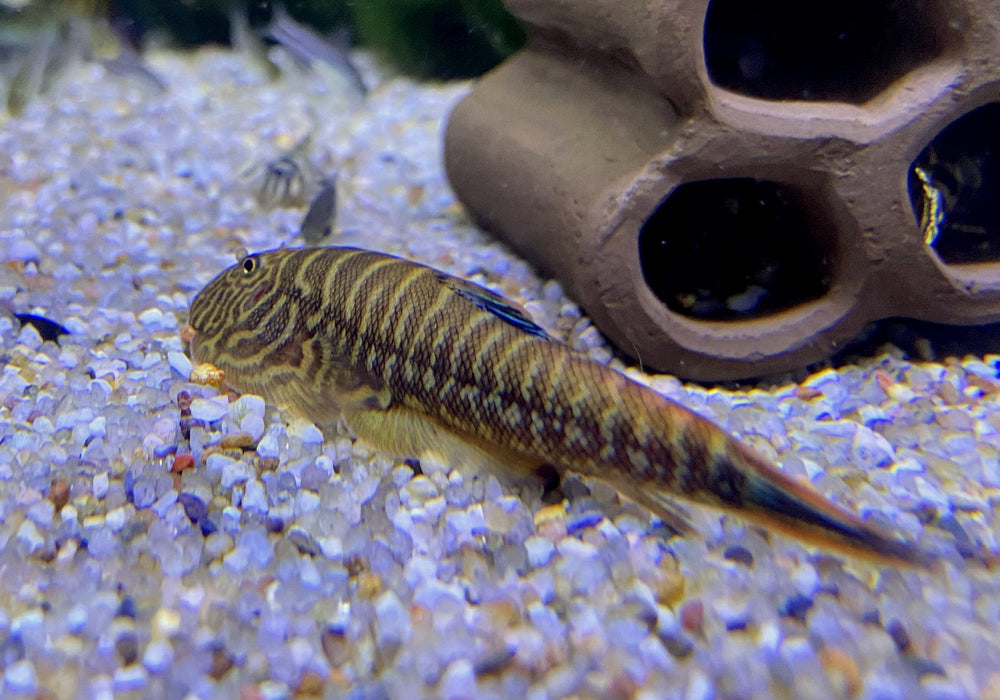 Zebra BLUE TAIL Flossensauger XL - Gastromyzon sp.