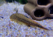 Zebra BLUE TAIL Flossensauger XL - Gastromyzon sp.