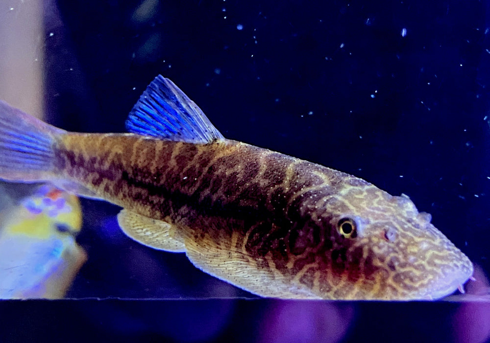 Zebra BLUE TAIL Flossensauger XL - Gastromyzon sp.