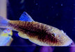 Zebra BLUE TAIL Flossensauger XL - Gastromyzon sp.