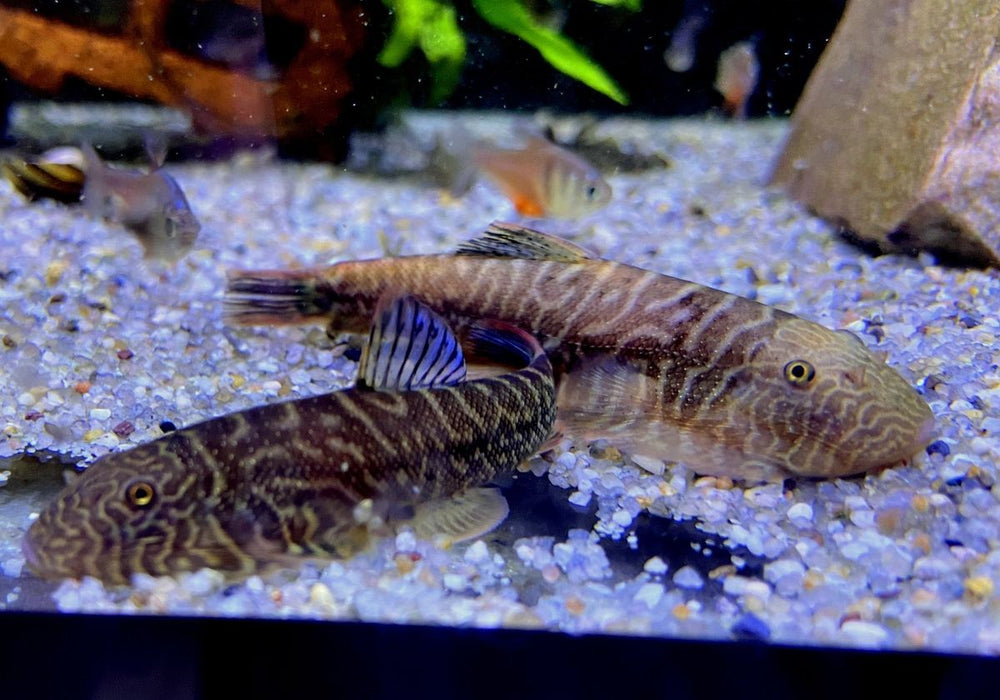 Zebra BLUE TAIL Flossensauger XL - Gastromyzon sp.