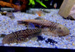 Zebra BLUE TAIL Flossensauger XL - Gastromyzon sp.