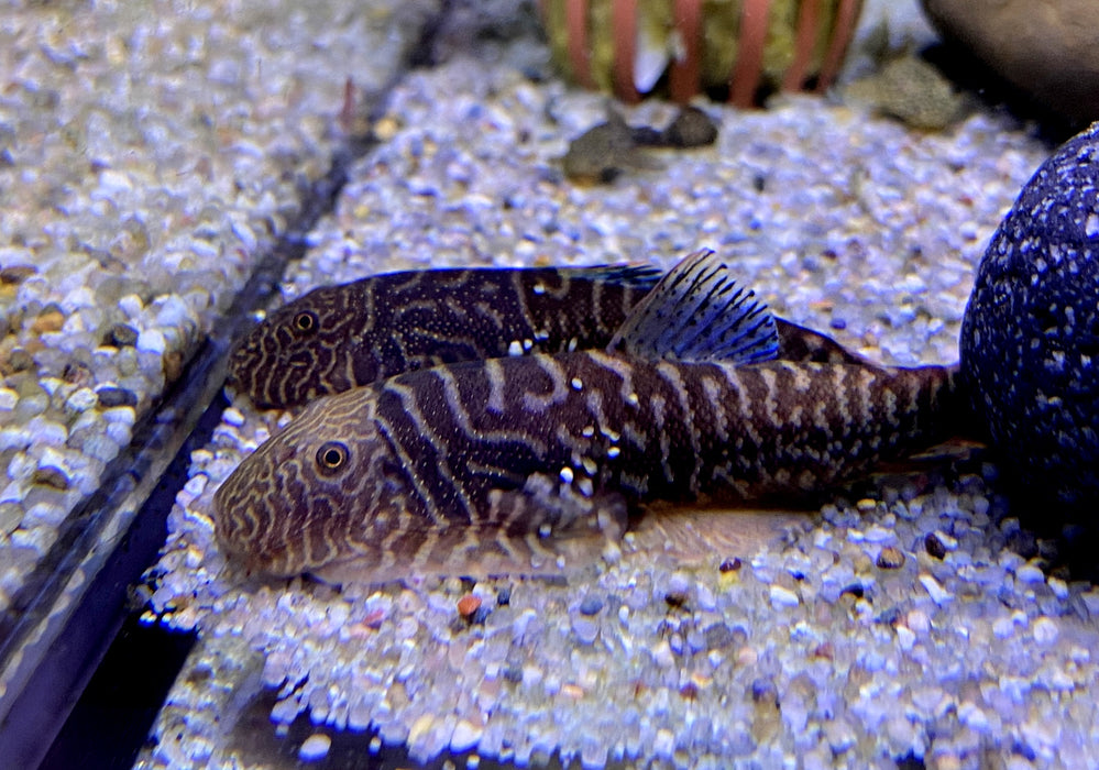 Zebra BLUE TAIL Flossensauger XL - Gastromyzon sp.