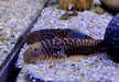 Zebra BLUE TAIL Flossensauger XL - Gastromyzon sp.