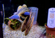 Zebra BLUE TAIL Flossensauger XL - Gastromyzon sp.