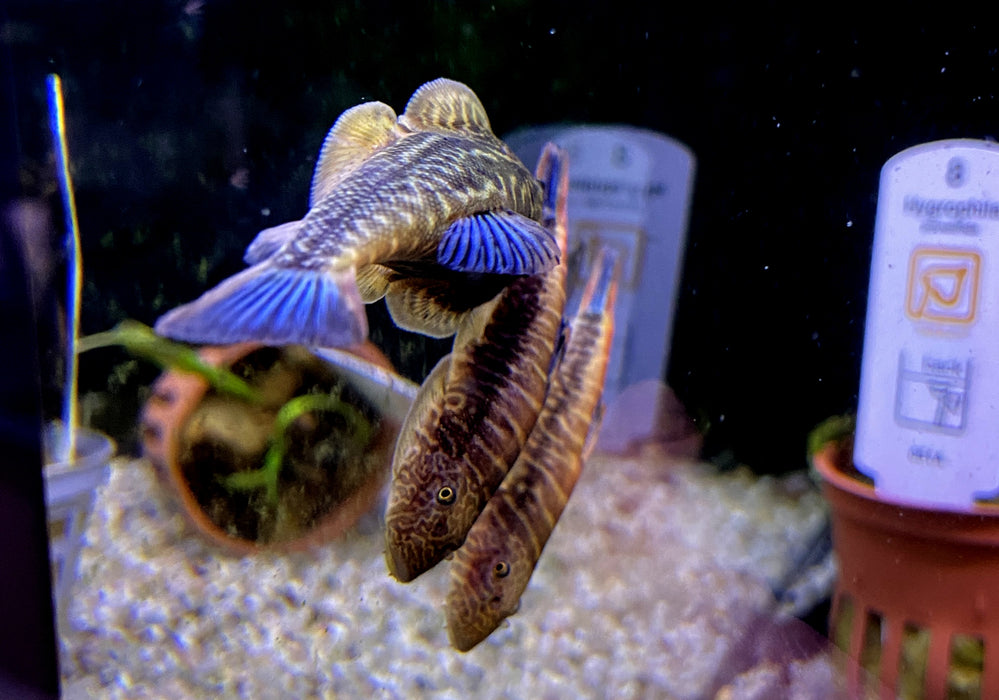 Zebra BLUE TAIL Flossensauger XL - Gastromyzon sp.