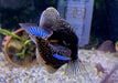 Zebra BLUE TAIL Flossensauger XL - Gastromyzon sp.