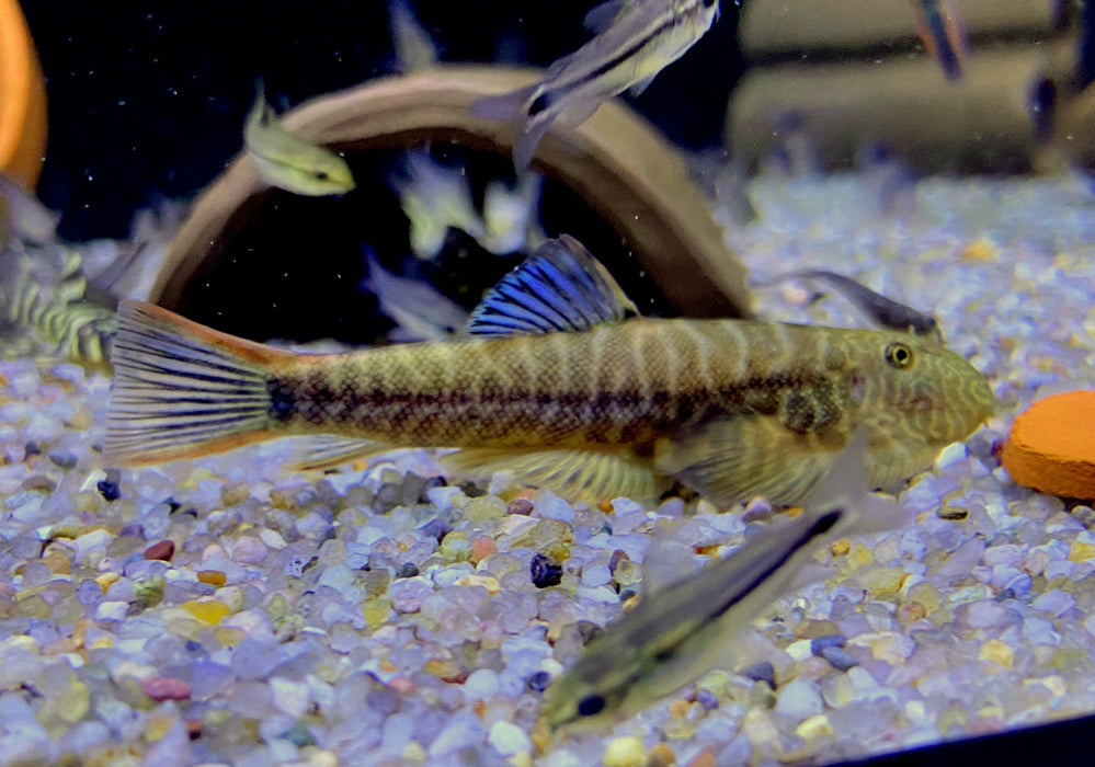 Wieder da! Zebra BLUE TAIL Flossensauger XL - Gastromyzon sp.