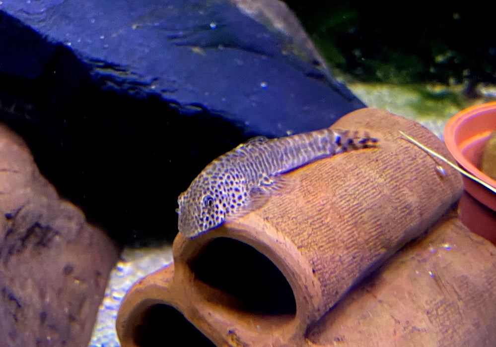 Zebrastreifen / Fangs Flossensauger - Pseudogastromyzon fangi