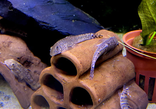 Zebrastreifen / Fangs Flossensauger - Pseudogastromyzon fangi