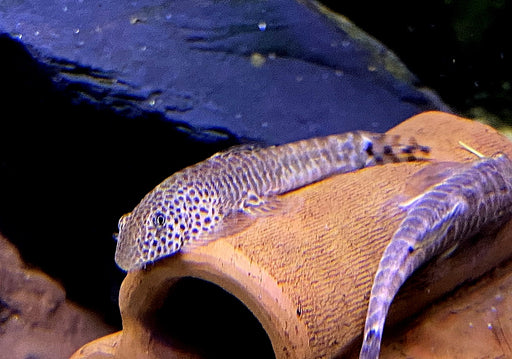 Zebrastreifen / Fangs Flossensauger - Pseudogastromyzon fangi