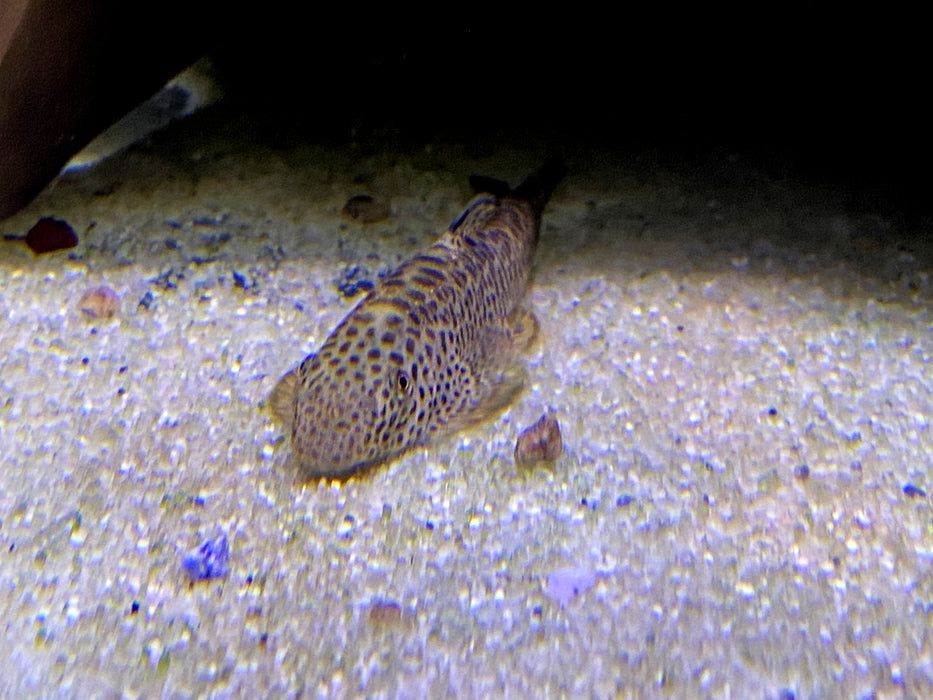 Zebrastreifen / Fangs Flossensauger - Pseudogastromyzon fangi