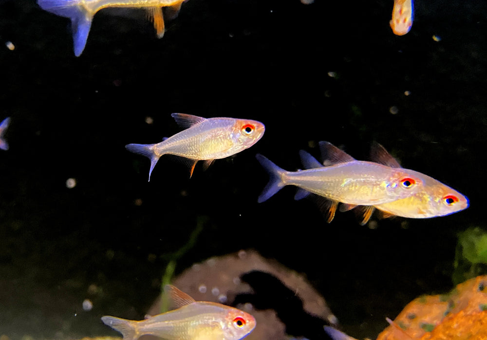 Zitronensalmler 'Orange' - Hyphessobrycon pulchripinnis 'Orange Bolivia'