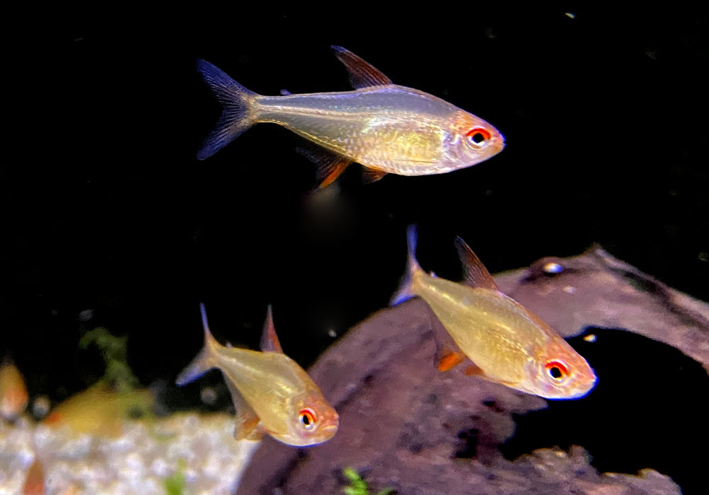 Zitronensalmler 'Orange' - Hyphessobrycon pulchripinnis 'Orange Bolivia'