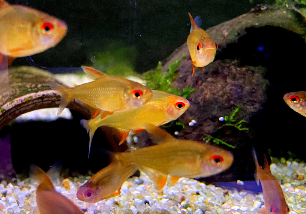 Zitronensalmler 'Orange' - Hyphessobrycon pulchripinnis 'Orange Bolivia'