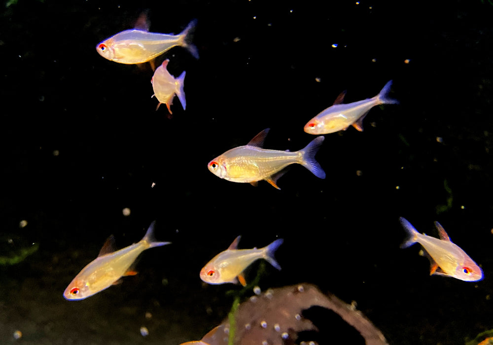 Zitronensalmler 'Orange' - Hyphessobrycon pulchripinnis 'Orange Bolivia'