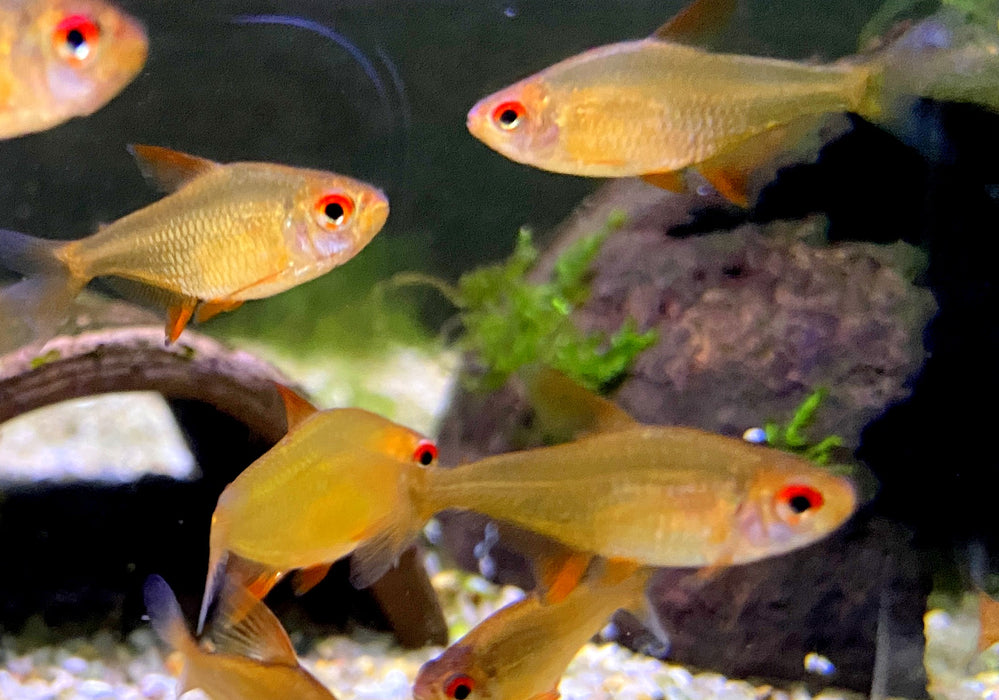 Zitronensalmler 'Orange' - Hyphessobrycon pulchripinnis 'Orange Bolivia'