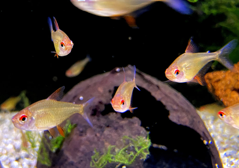 Zitronensalmler 'Orange' - Hyphessobrycon pulchripinnis 'Orange Bolivia'
