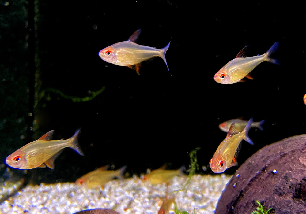 Zitronensalmler 'Orange' - Hyphessobrycon pulchripinnis 'Orange Bolivia'