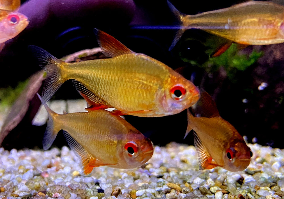 Zitronensalmler 'Orange' - Hyphessobrycon pulchripinnis 'Orange Bolivia'