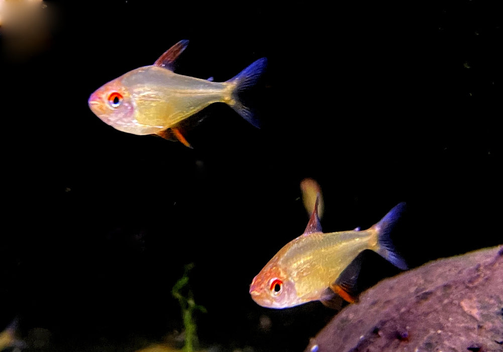 Zitronensalmler 'Orange' - Hyphessobrycon pulchripinnis 'Orange Bolivia'