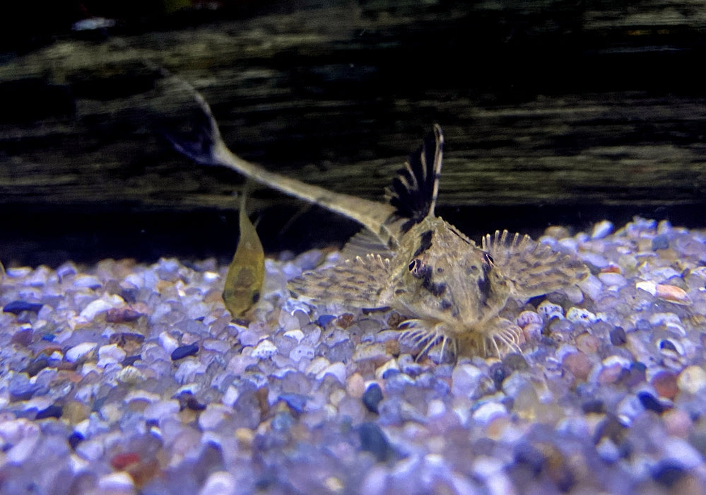 Zügelstrich-Hexenwels - Loricaria sp. Rio Atabapo