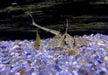 Zügelstrich-Hexenwels - Loricaria sp. Rio Atabapo