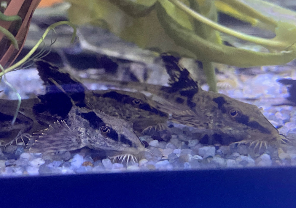 Zügelstrich-Hexenwels - Loricaria sp. Rio Atabapo