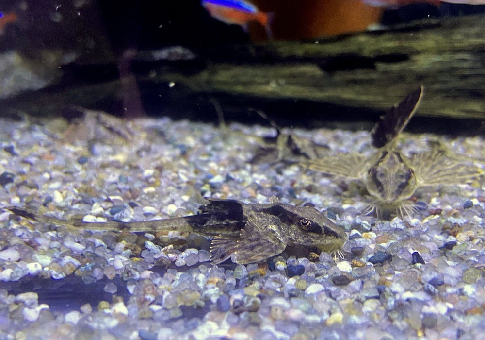 Zügelstrich-Hexenwels - Loricaria sp. Rio Atabapo