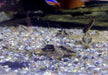 Zügelstrich-Hexenwels - Loricaria sp. Rio Atabapo