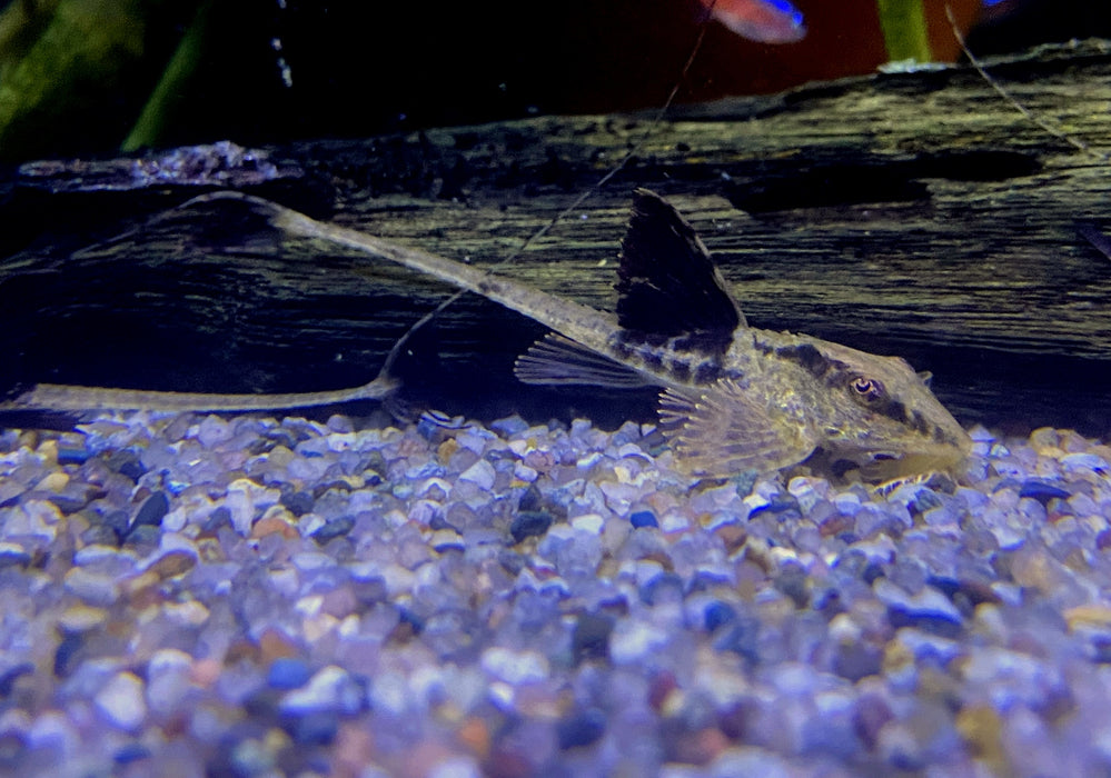 Zügelstrich-Hexenwels - Loricaria sp. Rio Atabapo
