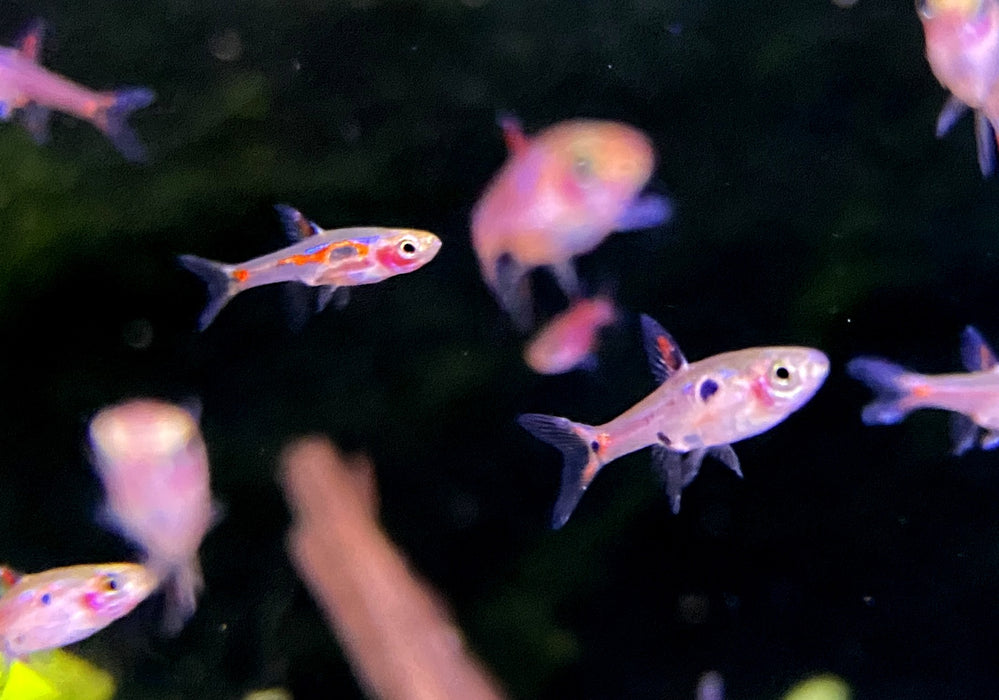 Zwergbärbling - Boraras maculatus