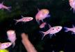 Zwergbärbling - Boraras maculatus