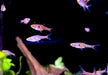 Zwergbärbling - Boraras maculatus