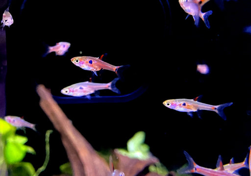 Zwergbärbling - Boraras maculatus