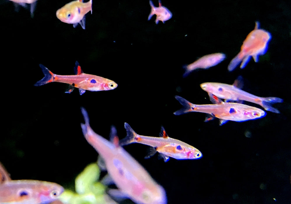 Zwergbärbling - Boraras maculatus