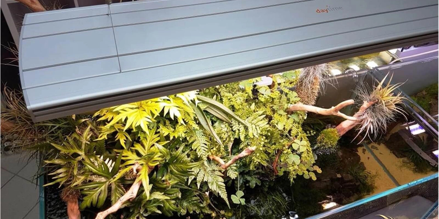 Daytime LED-Leuchte über einem dicht bepflanzten Terrarium/Aquarium mit Wurzelholz, Farnen und Luftpflanzen.