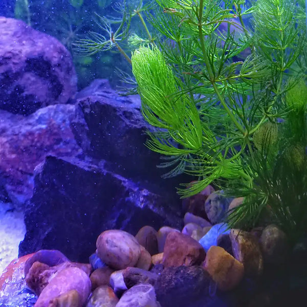 Aquarium dekoriert mit Steinen und Pflanzen