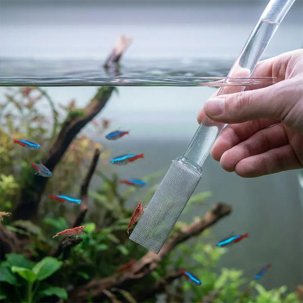 Schlauchende mit Feinmaschenschutz beim Wasserabsaugen, Fische schwimmen in sicherem Abstand