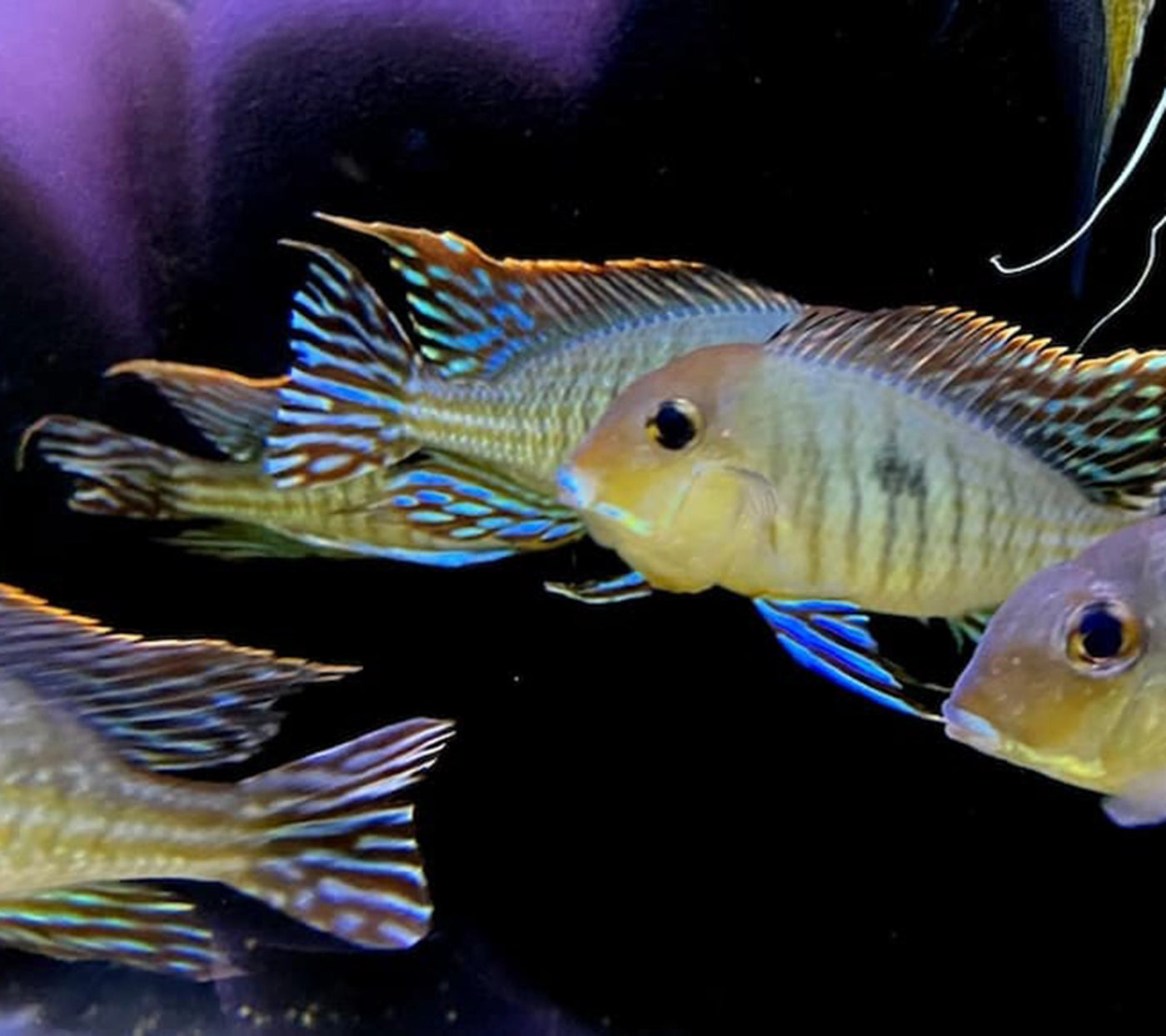 Mehrere Buntbarsche mit türkis-goldenem Flossenmuster schwimmen dicht beieinander im Aquarium