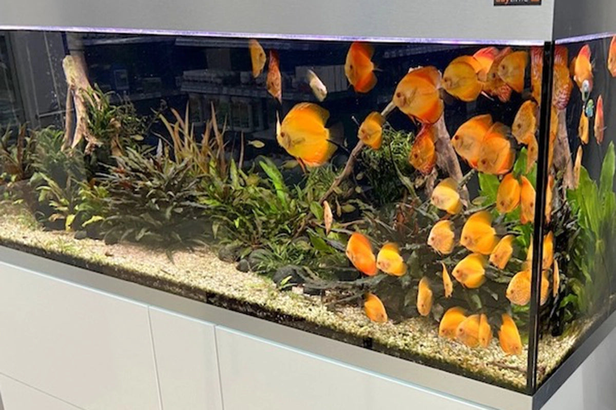 Großes Aquarium mit zahlreichen orangeroten Diskusfischen zwischen Wasserpflanzen und Wurzelholz im Ladenbereich.