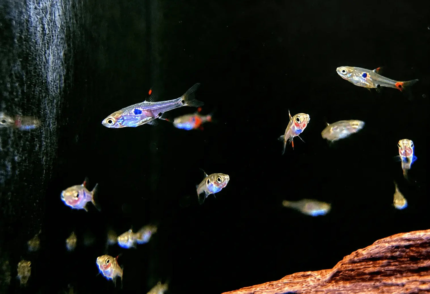 Schwarm silbrig-blauer Salmler mit rot-schwarzer Flossenzeichnung im Dunkelwasser-Aquarium