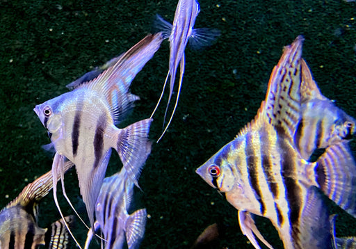 Grüner Peru-Skalar "bright" - Pterophyllum scalare