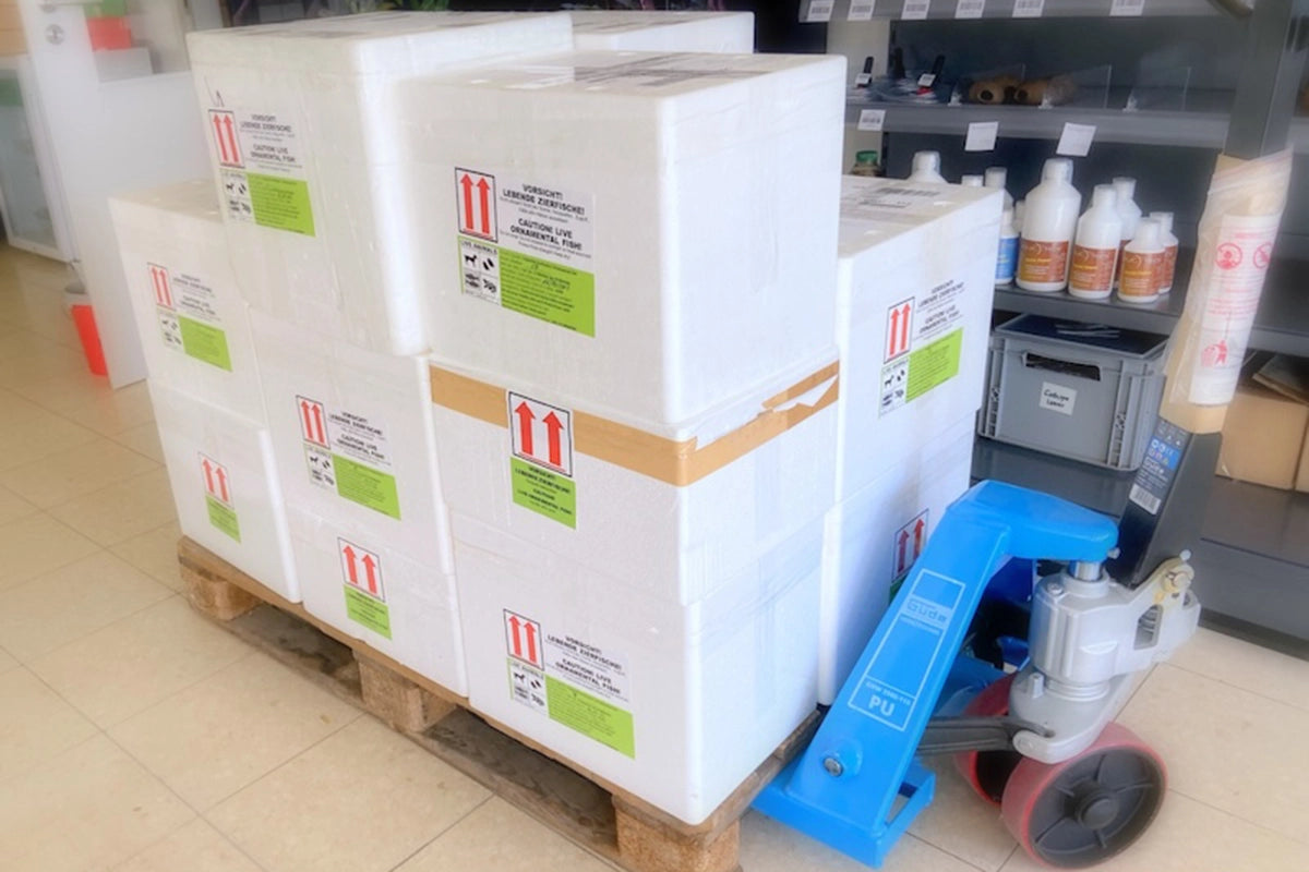 Gestapelte Styroporboxen mit Aufkleber „Vorsicht lebende Zierfische“ auf einer Palette, daneben ein Hubwagen im Verkaufsraum.